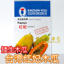 【台湾农友红妃木瓜种子】非转基因 高产品种 株形矮适合阳台种植