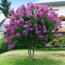 紫薇花树苗庭院花卉植物室外各种颜色紫薇花苗绿化盆栽景四季开花