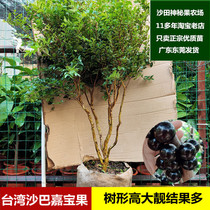 嘉宝果苗台湾沙巴嘉宝树葡萄树4年半苗南北方种植8年以上树可结果