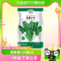 寿禾翠墨小叶菠菜种子蔬菜种籽50g孑菜种菜籽四季籽种波菜