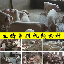 生猪养殖农村养猪场厂母猪小猪仔吃奶存栏出栏猪肉食品视频素材
