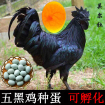 五黑鸡种蛋可孵化快大良种五黑一绿鸡绿壳蛋乌骨鸡受精蛋黑羽鸡蛋