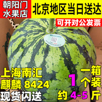 上海特产正宗南汇8424西瓜7斤左右新鲜水果头藤黑籽大又甜1个装