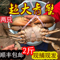 特大超大 纯野生青蟹鲜活大螃蟹水产猷蠓公蟹肉蟹空运包活两只2斤