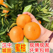 陕西汉中城固蜜桔橘子无核籽小孩孕妇新鲜现摘水果带整箱9.5-10斤