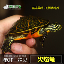 疯狂的龟 红腹火焰龟 乌龟活体 黄腹进口火焰深水龟宠物龟吃菜龟