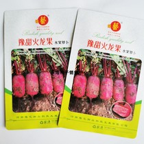 豫甜火龙果水果萝卜种籽高产早熟春秋红皮红肉脆甜生吃红萝卜种子