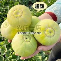 日本甜宝甜瓜种籽特大正品白种籽春季四季种孑水果种子超甜香瓜籽