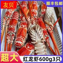 红龙虾鲜活超大新鲜冷冻海捕角脊龙虾非小青龙花龙澳洲波斯顿龙虾