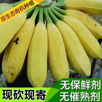 广东高洲芭蕉大蕉plantain新鲜水果天然米蕉香蕉无催熟剂5斤包邮