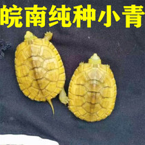 小青龟黄喉拟水龟北种石金钱宠物招财龟