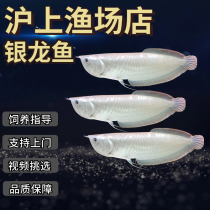 大型热带鱼观赏鱼福音龙鱼活体鱼银龙鱼苗淡水热带鱼活体鱼