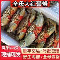 正宗三门青蟹特大母蟹肉蟹大红膏蟹蝤蛑海鲜礼盒水产鲜活2斤2-3只