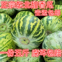 东北花蕾香瓜新开园八里香甜香瓜比京密白糖罐甜新鲜水果现摘现