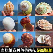 天然海螺寄居蟹卷贝鱼专用壳鱼缸水族箱造景地中海装饰工艺品摆件