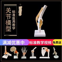 人体膝关节模型肩关节肘关节手关节脚关节髋关节模型1:1骨骼模型