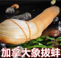 【加拿大象拔蚌】2.5斤/条 刺身加州肉蚌干水蚌切片即食寿司西餐