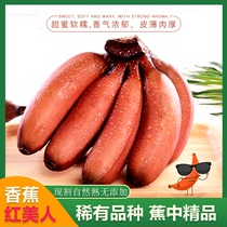 【精品果】福建红美人香蕉新鲜红皮香蕉当季水果自然熟天宝芭蕉