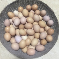 大山里的纯土货：专吃玉米和虫子菜叶的农家鸡报鸡下的土鸡蛋30枚