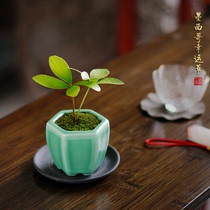 墨西哥铁树墨西哥幸运草四叶草室内桌面迷你中式日式小盆栽绿植物