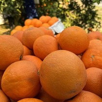 秭归伦晚脐橙当季现摘现发包邮爆汁超甜橙子新鲜水果整箱手剥橙子