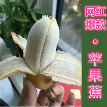 海南小芭蕉当季新鲜水果5斤苹果蕉西贡芭蕉包邮时令粉香蕉米蕉