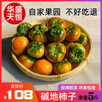 正宗盘锦碱地草莓柿子 丹东大连鹰爪西红柿生吃即食水果番茄礼盒
