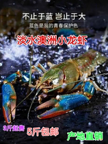 澳洲小龙虾  澳洲红鳌虾 澳洲蓝龙虾 淡水里的龙虾全国空运生鲜