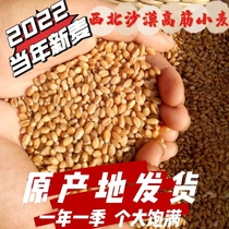 2022年新收今年新小麦粒做小麦酱煮粥麦芽糖西北一年一季小麦包邮