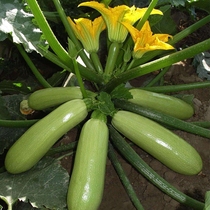 春秋播四季蔬菜种子可留种冬季播角瓜西葫芦菜籽新手种菜阳台盆栽