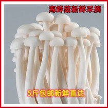 海鲜菇新鲜现采白玉菇农家蔬菜3斤包邮 食用菌菇蘑菇金针菇鸡腿菇