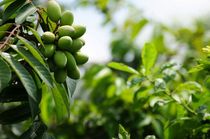 福宝乡味《福宝青果》三十年以上老树新鲜青橄榄，孕妇水果，炖汤