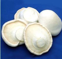 新鲜白灵菇 优质白灵菇 500g 可煲汤  京津冀任意6件包邮