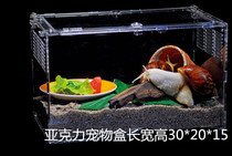 白玉蜗牛宠物活体套餐 巨型蜗牛养殖 法国美容食用学生蜗牛包邮