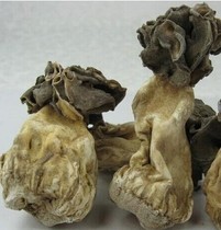 新疆巴楚蘑菇羊肚菌 炖鸡蘑菇 纯天然500克菌种