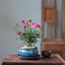跨境新款好养姬月季玫瑰植物盆栽桌面超迷L你微型室内绿植客厅花